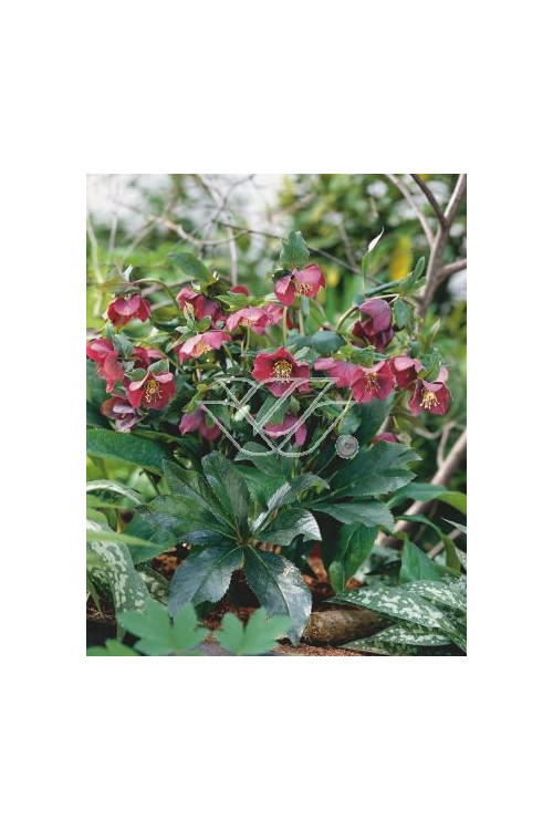 Ciemiernik orientalny 'Rote Hybriden' Helleborus orientalis