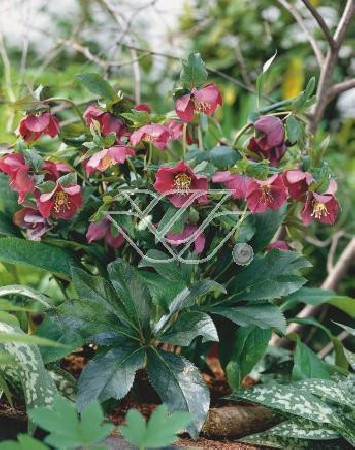 Ciemiernik orientalny 'Rote Hybriden' Helleborus orientalis