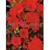 Azalia japońska 'Santa Maria' Azalea japonica