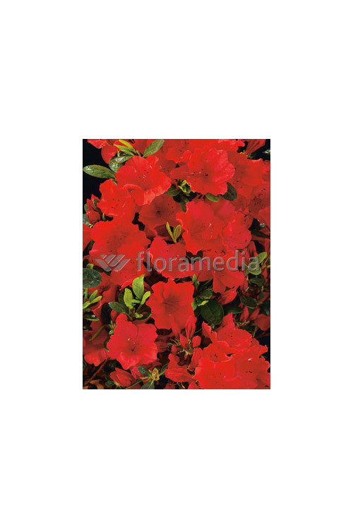 Azalia japońska 'Santa Maria' Azalea japonica