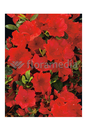 Azalia japońska 'Santa Maria' Azalea japonica