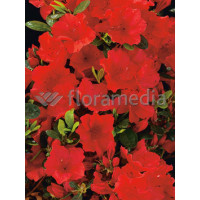 Azalia japońska 'Santa Maria' Azalea japonica