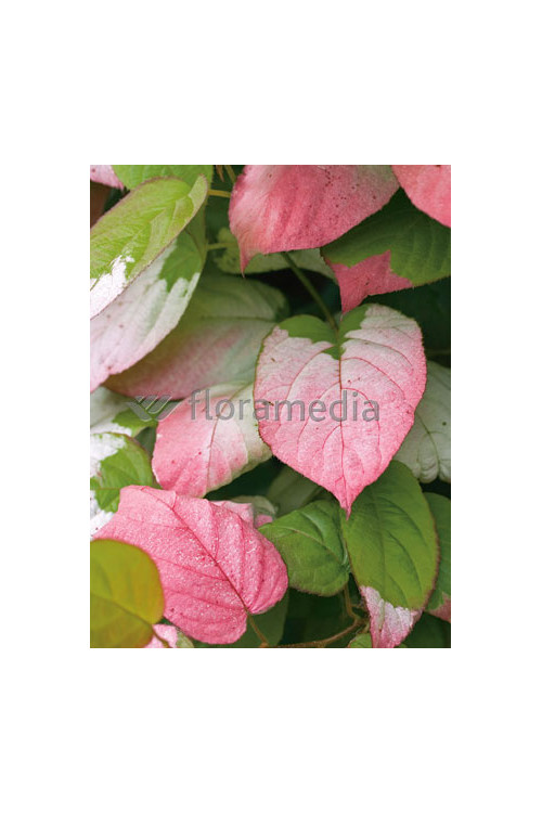 Aktinidia pstrolistna 'Dr Szymanowski'| Actinidia kolomikta