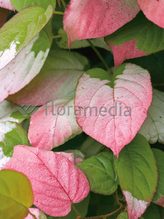 Aktinidia pstrolistna 'Dr Szymanowski'| Actinidia kolomikta