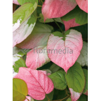 Aktinidia pstrolistna 'Dr Szymanowski'| Actinidia kolomikta