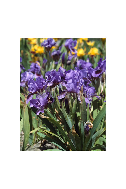 Kosaciec (Irys) niski 'Little Sapphire' Iris pumila