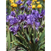 Kosaciec (Irys) niski 'Little Sapphire' Iris pumila