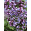 Lilak pospolity (bez) 'Aucubifolia' Syringa vulgaris