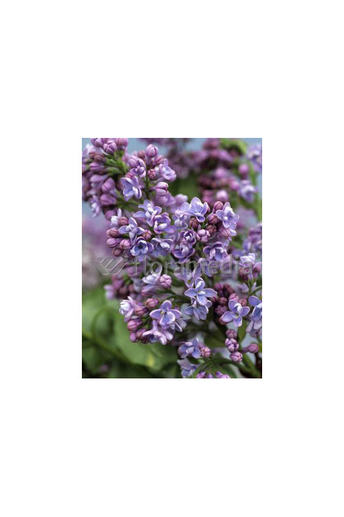 Lilak pospolity (bez) 'Aucubifolia' Syringa vulgaris