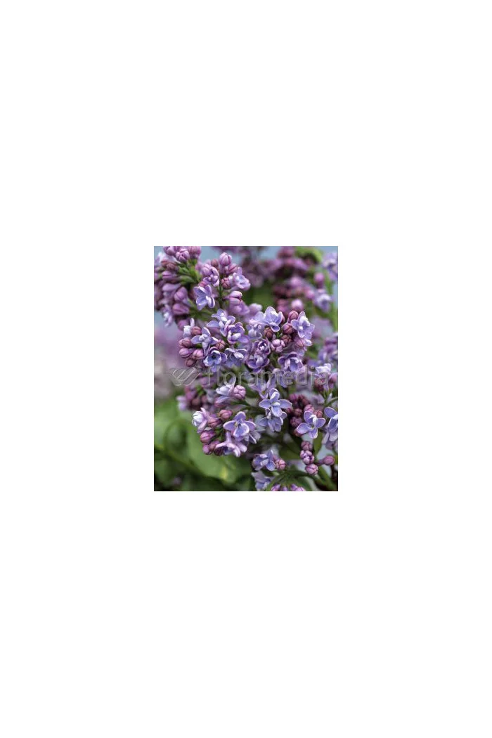 Lilak pospolity (bez) 'Aucubifolia' Syringa vulgaris