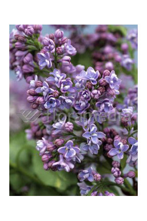 Lilak pospolity (bez) 'Aucubifolia' Syringa vulgaris