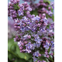 Lilak pospolity (bez) 'Aucubifolia' Syringa vulgaris