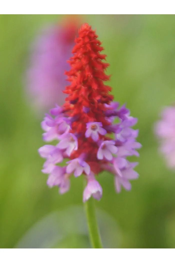 Pierwiosnek Viala | Primula vialii