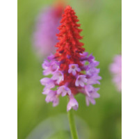 Pierwiosnek Viala | Primula vialii