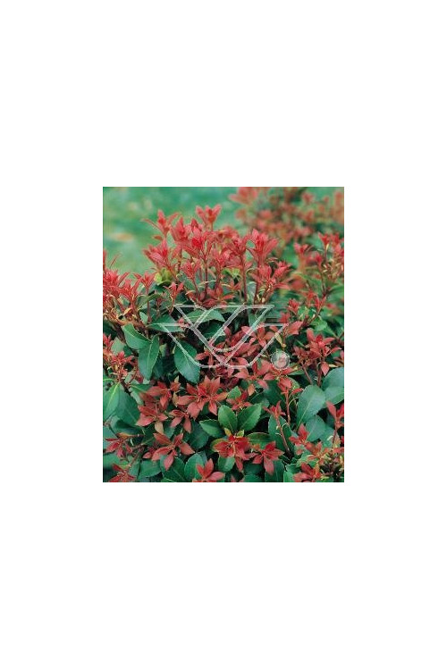 Pieris japoński 'Little Heath Green' Pieris japonica