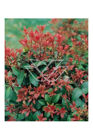 Pieris japoński 'Little Heath Green' Pieris japonica