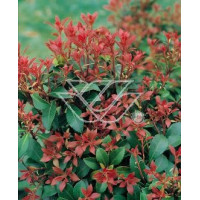 Pieris japoński 'Little Heath Green' Pieris japonica