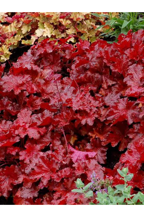 Żurawka 'Forever Red' | Heuchera