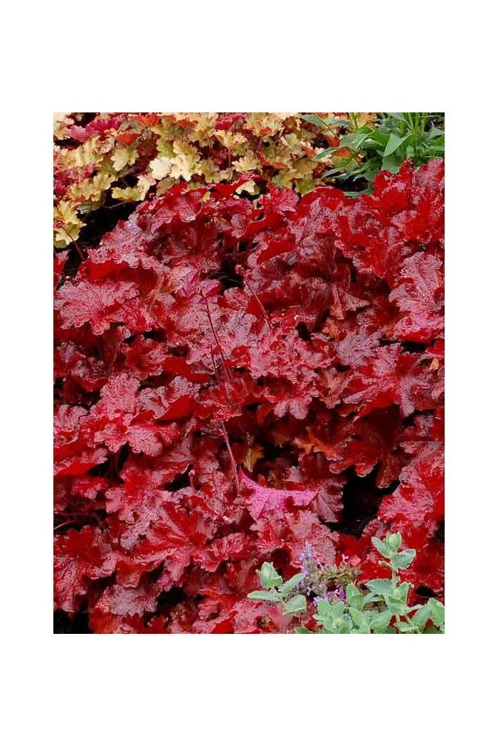 Żurawka 'Forever Red' | Heuchera