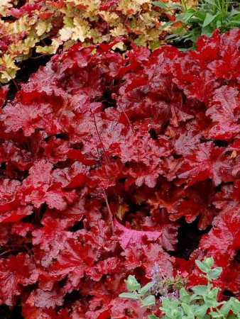 Żurawka 'Forever Red' | Heuchera