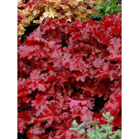 Żurawka 'Forever Red' | Heuchera