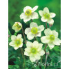Zawilec wielosieczny 'Anabella White' Anemone multifida