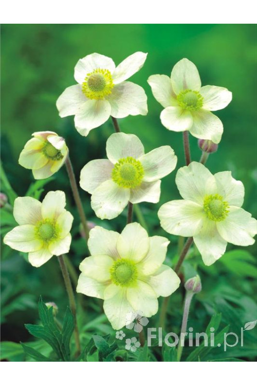 Zawilec wielosieczny 'Anabella White' Anemone multifida