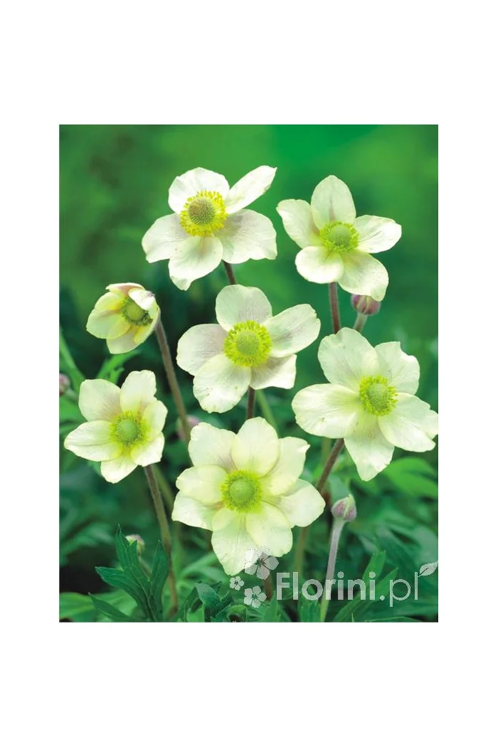 Zawilec wielosieczny 'Anabella White' Anemone multifida