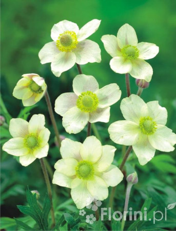 Zawilec wielosieczny 'Anabella White' Anemone multifida