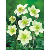 Zawilec wielosieczny 'Anabella White' Anemone multifida