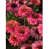 Jeżówka SunSeekers 'Pink Grapefruit'| Echinacea