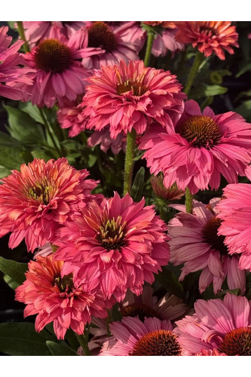 Jeżówka SunSeekers 'Pink Grapefruit'| Echinacea