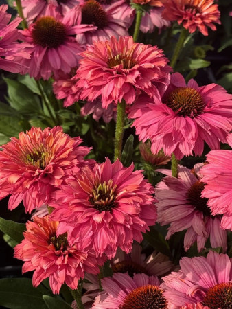 Jeżówka SunSeekers 'Pink Grapefruit'| Echinacea