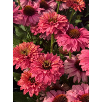 Jeżówka SunSeekers 'Pink Grapefruit'| Echinacea