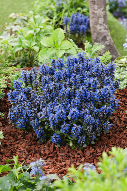 Dąbrówka 'Chocolate Chip' Ajuga reptans