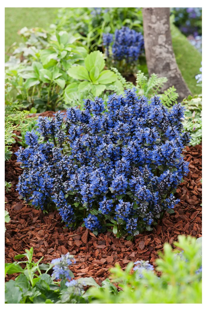 Dąbrówka 'Chocolate Chip' Ajuga reptans