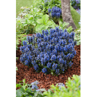 Dąbrówka 'Chocolate Chip' Ajuga reptans
