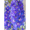 Ostróżka 'Magic Fountains Delphinity Blue' | Delphinium elatum
