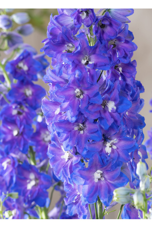 Ostróżka 'Magic Fountains Delphinity Blue' | Delphinium elatum