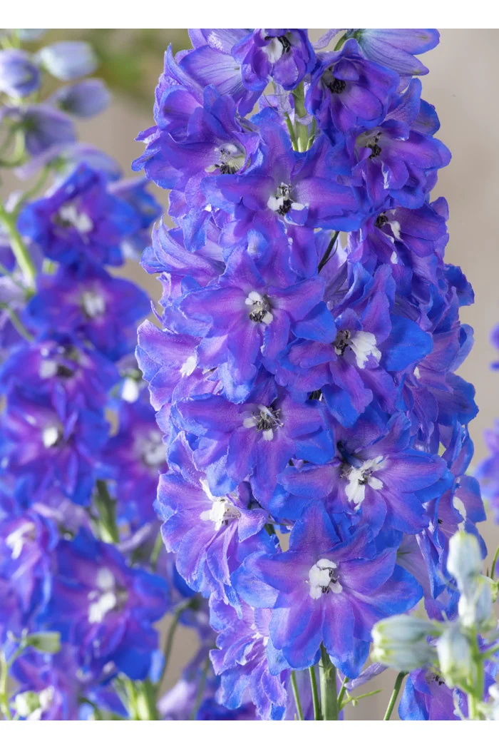 Ostróżka 'Magic Fountains Delphinity Blue' | Delphinium elatum