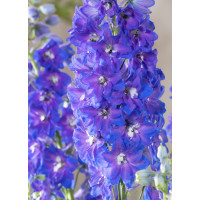Ostróżka 'Magic Fountains Delphinity Blue' | Delphinium elatum