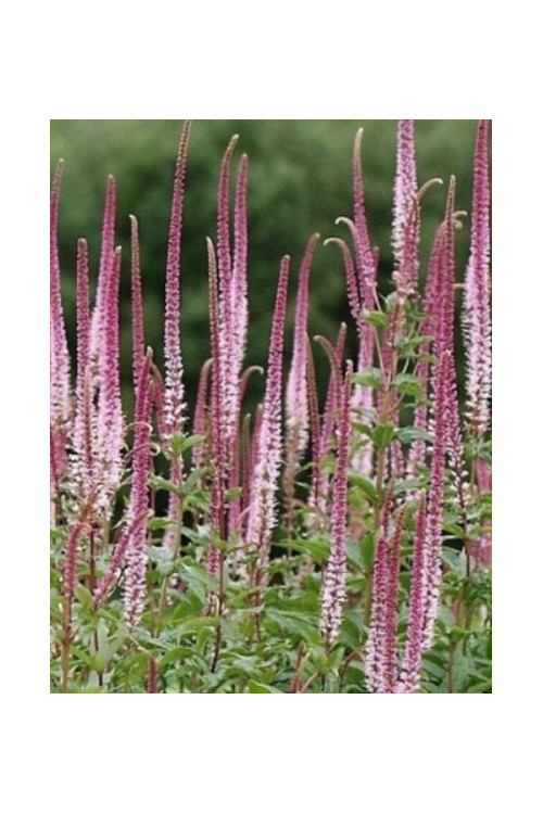 Przetacznikowiec wirginijski 'Erica' | Veronicastrum virginicum