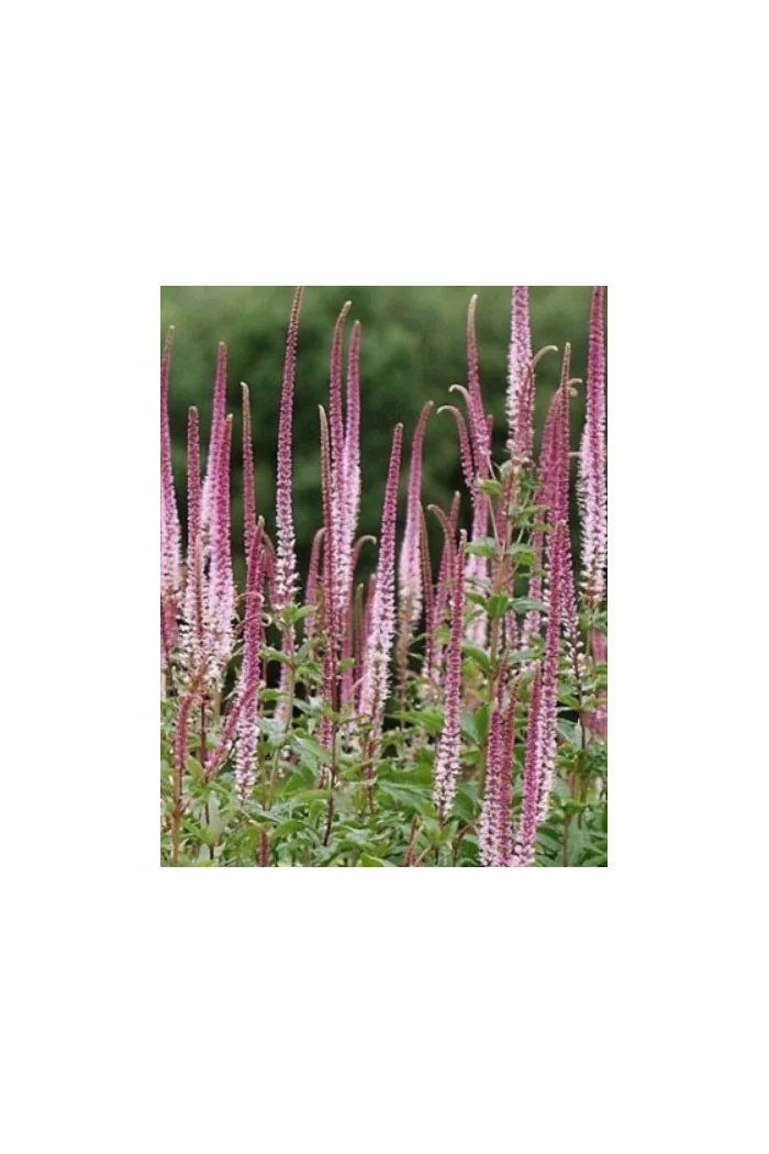 Przetacznikowiec wirginijski 'Erica' | Veronicastrum virginicum