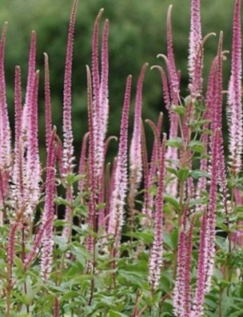 Przetacznikowiec wirginijski 'Erica' | Veronicastrum virginicum