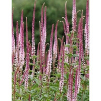 Przetacznikowiec wirginijski 'Erica' | Veronicastrum virginicum