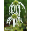 Jeżówka blada 'Hula Dancer' | Echinacea pallida