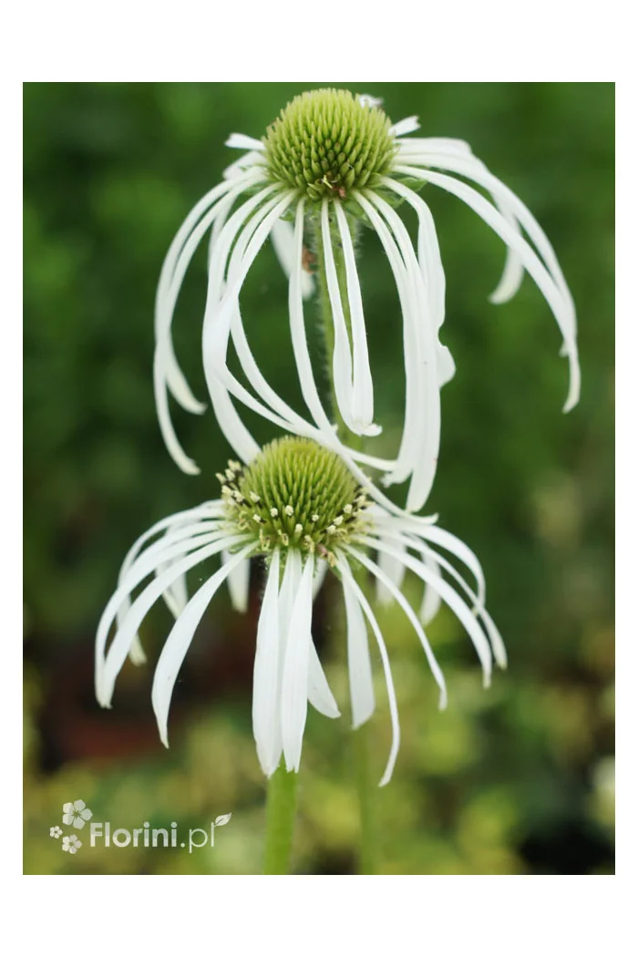 Jeżówka blada 'Hula Dancer' | Echinacea pallida