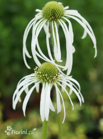 Jeżówka blada 'Hula Dancer' | Echinacea pallida