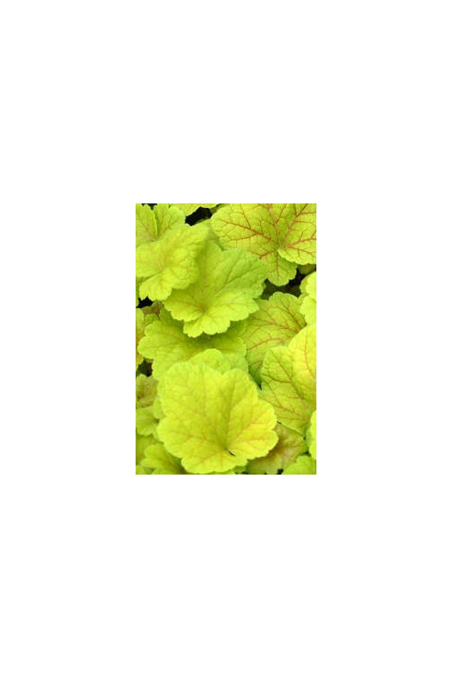 Żurawka 'Electric Lime' | Heuchera