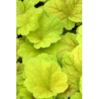 Żurawka 'Electric Lime' | Heuchera